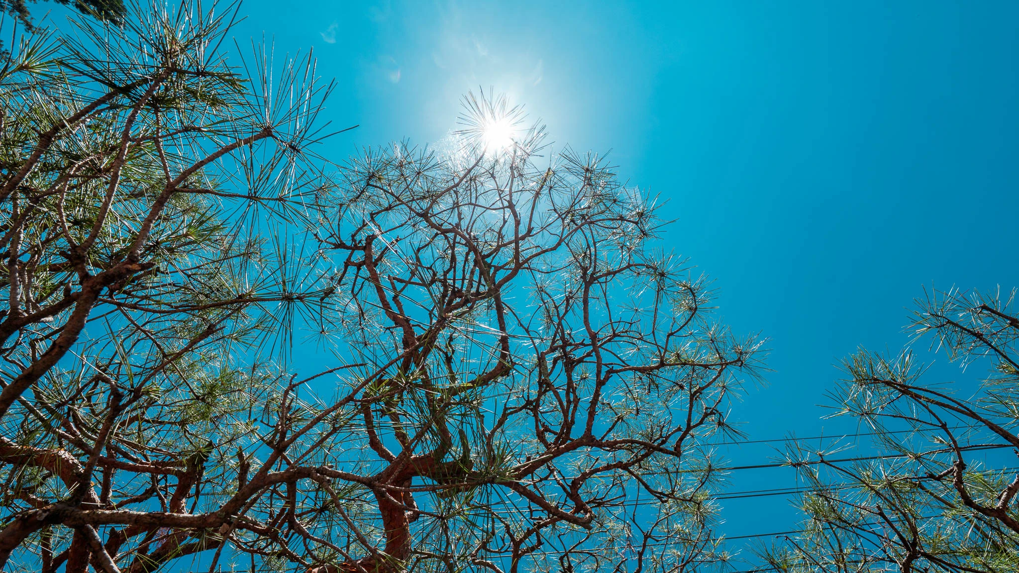 Sunlight passing through branches against a blue sky