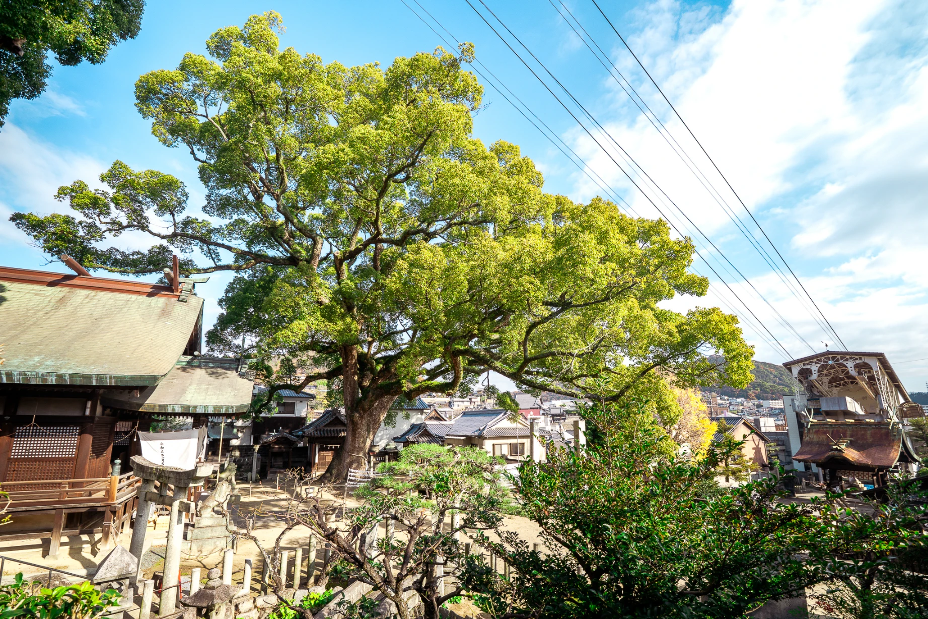 Sacred buildings and old trees at Ushitora Shrine in Onomichi.