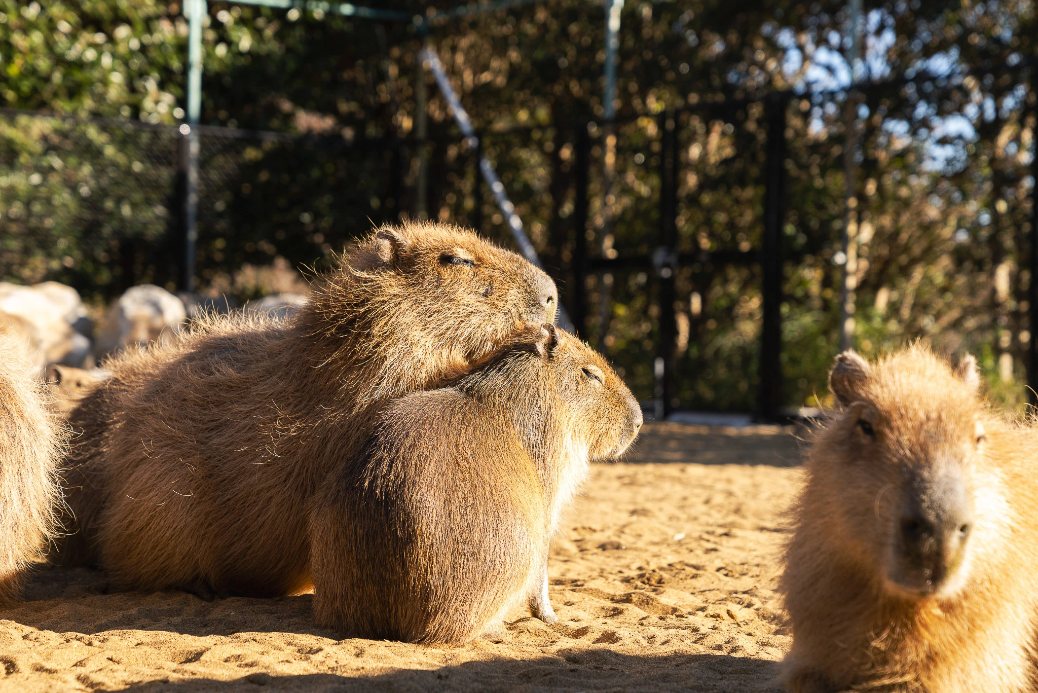Capybaras resting in sunlight during an Izu visit