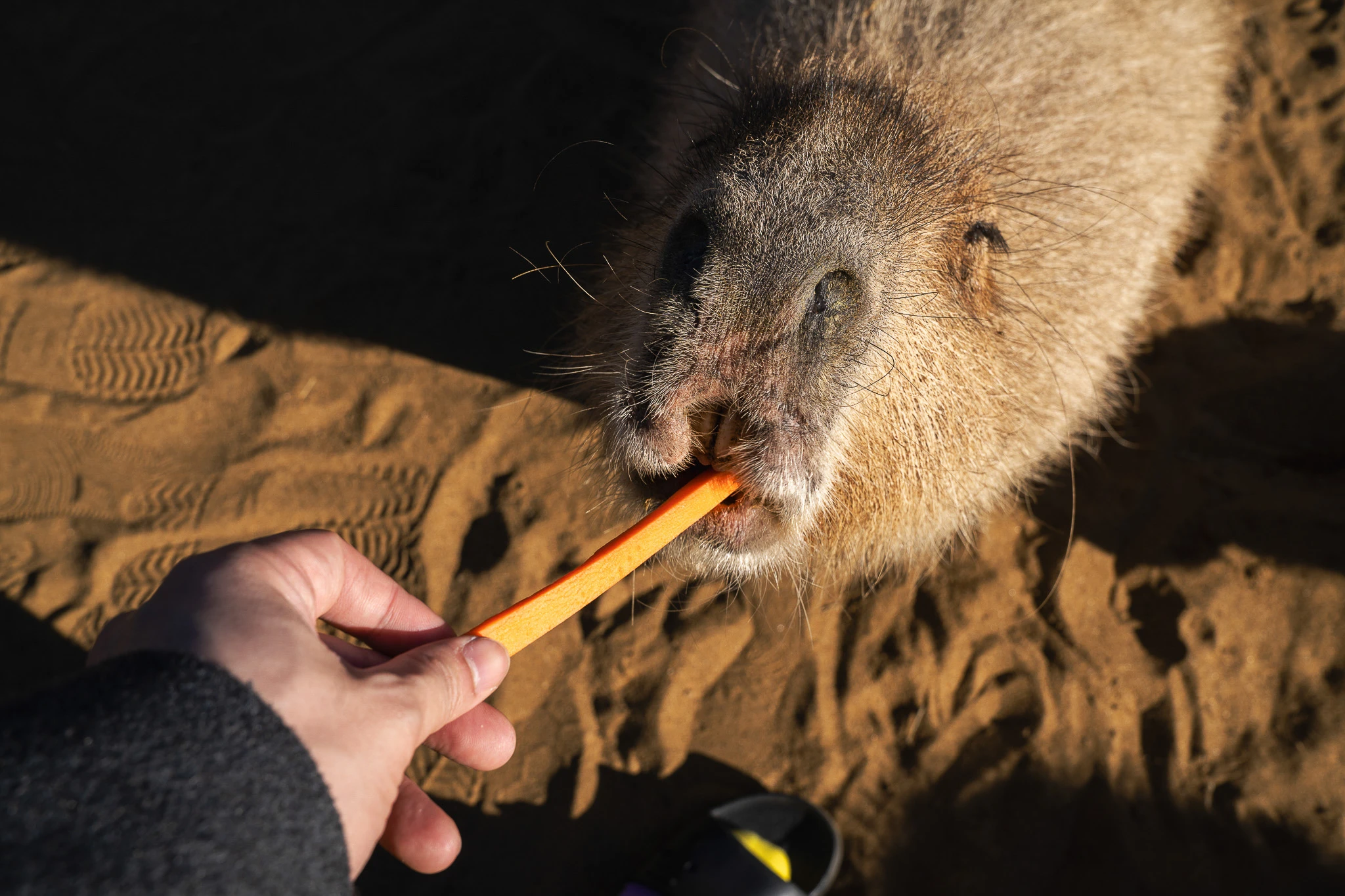 Close view of an animal being offered a carrot