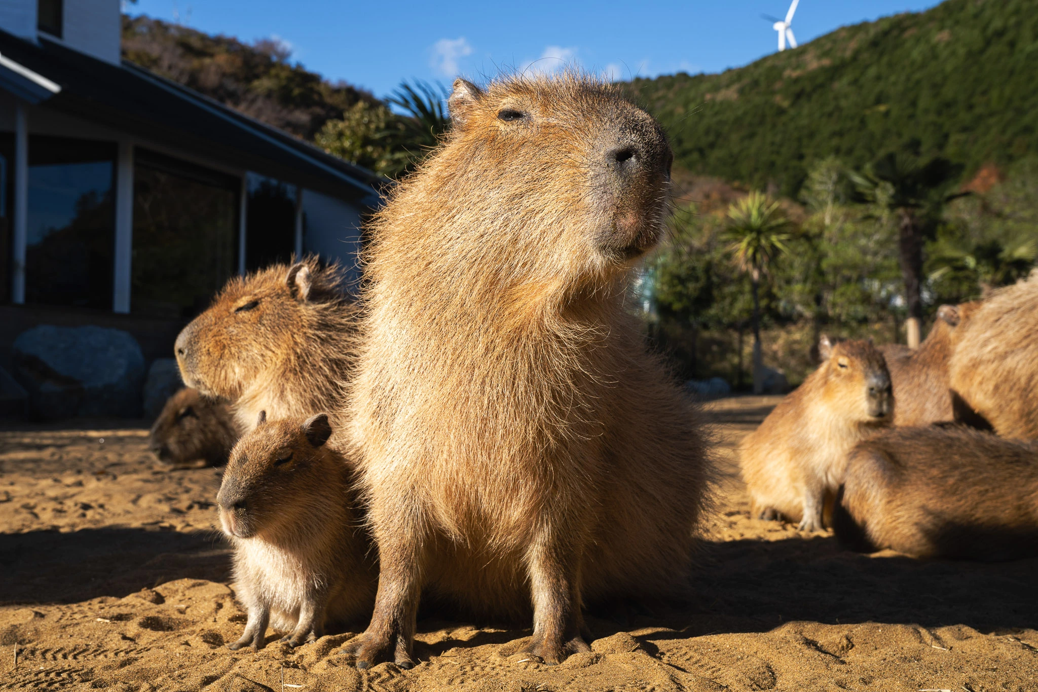 Capybara sitting in warm sunlight
