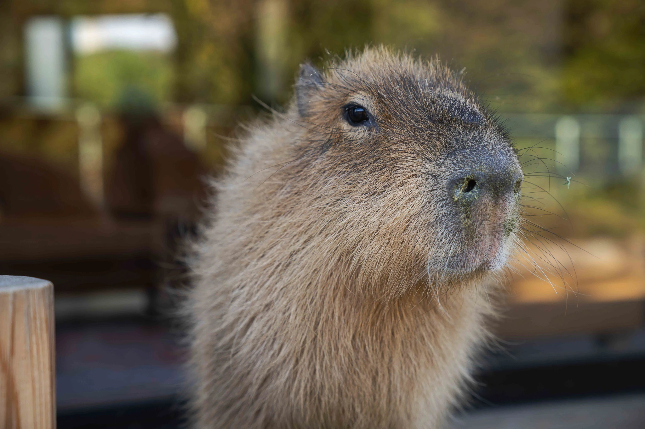 Close portrait of a capybara in soft light