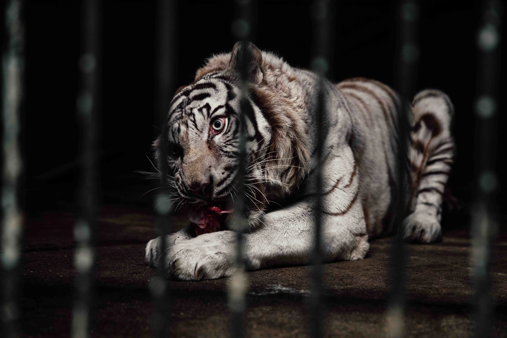 White tiger standing behind enclosure bars