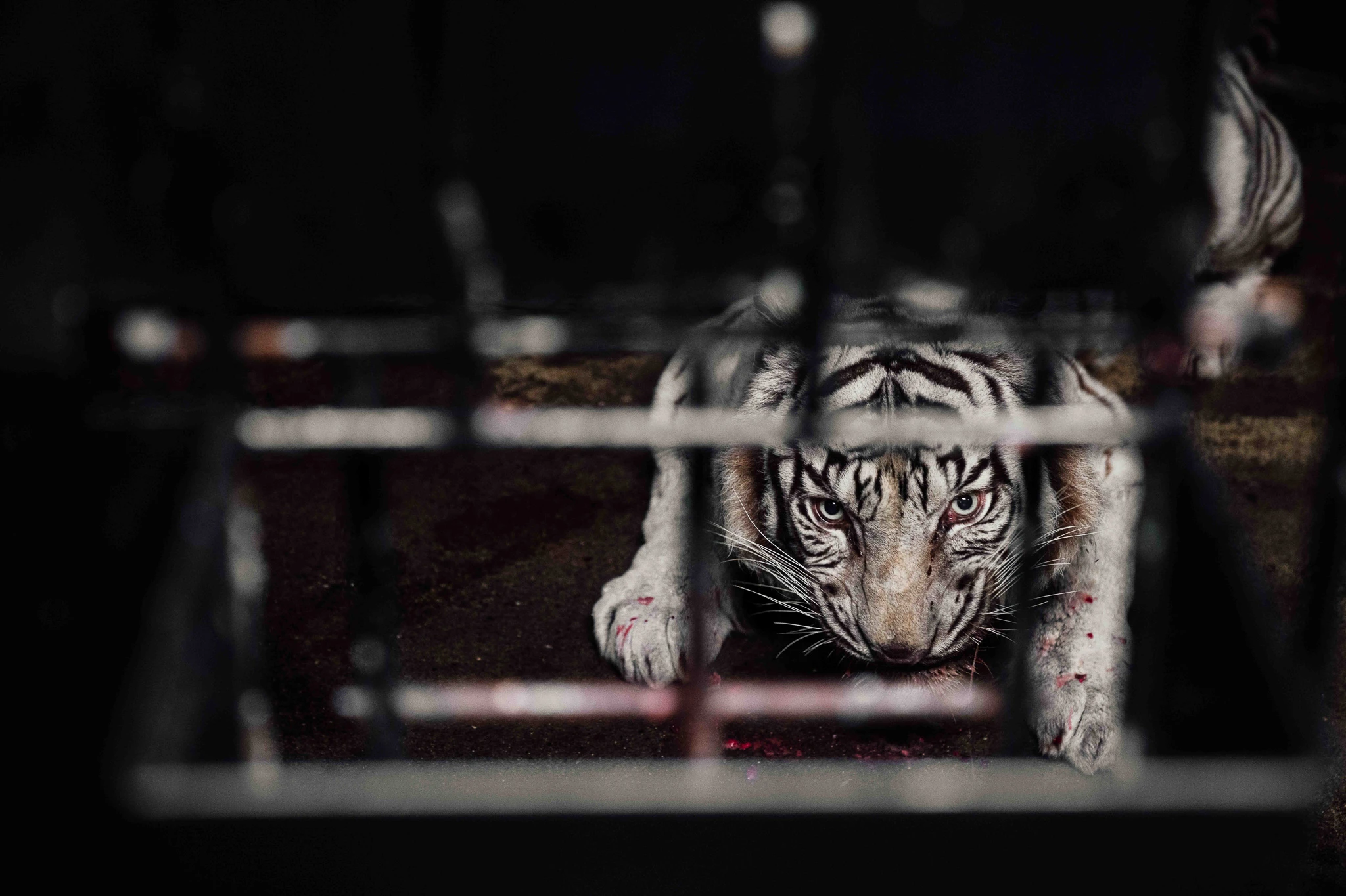 White tiger resting behind an enclosure railing