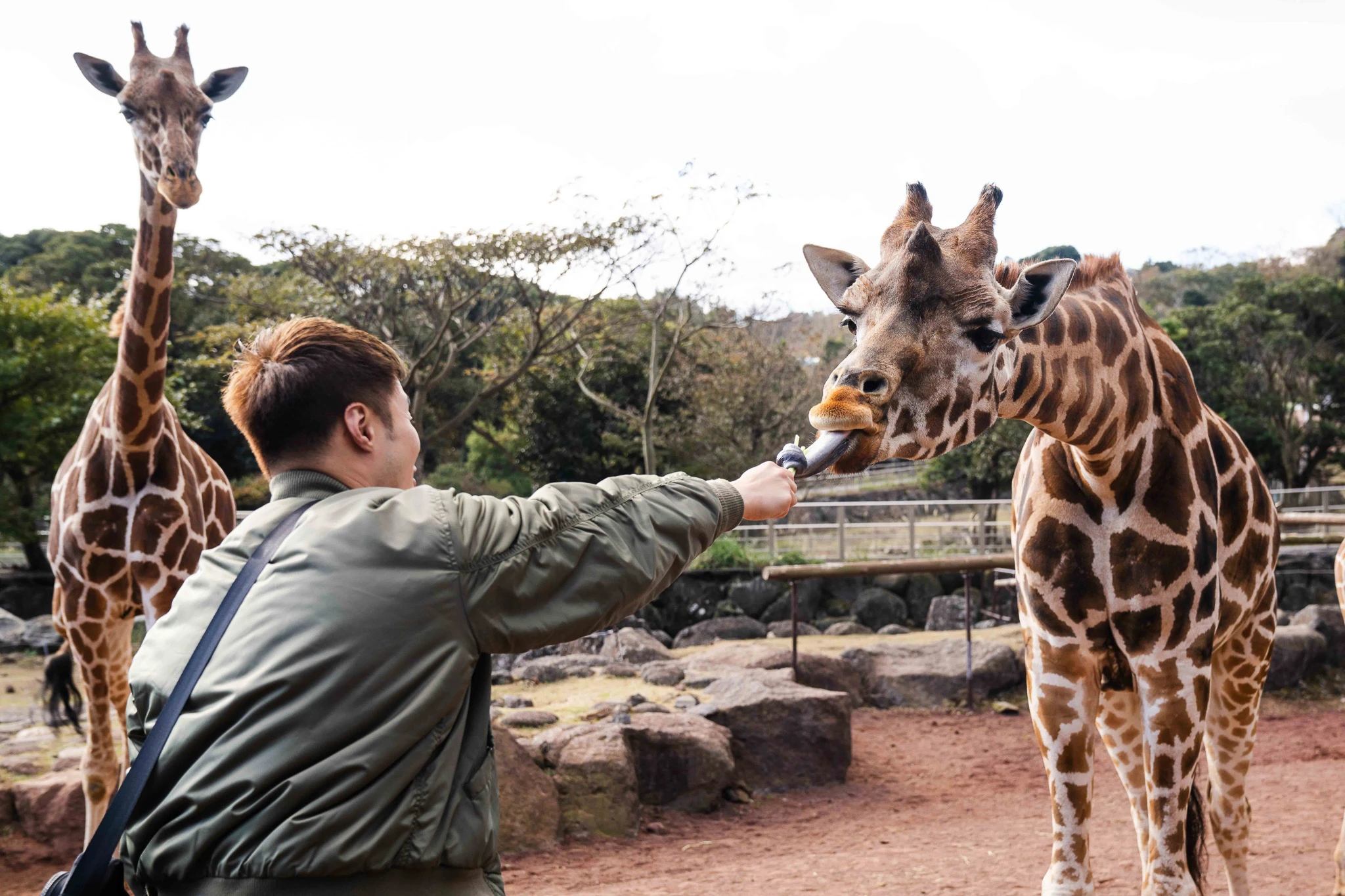 Visitor feeding giraffes across an enclosure fence