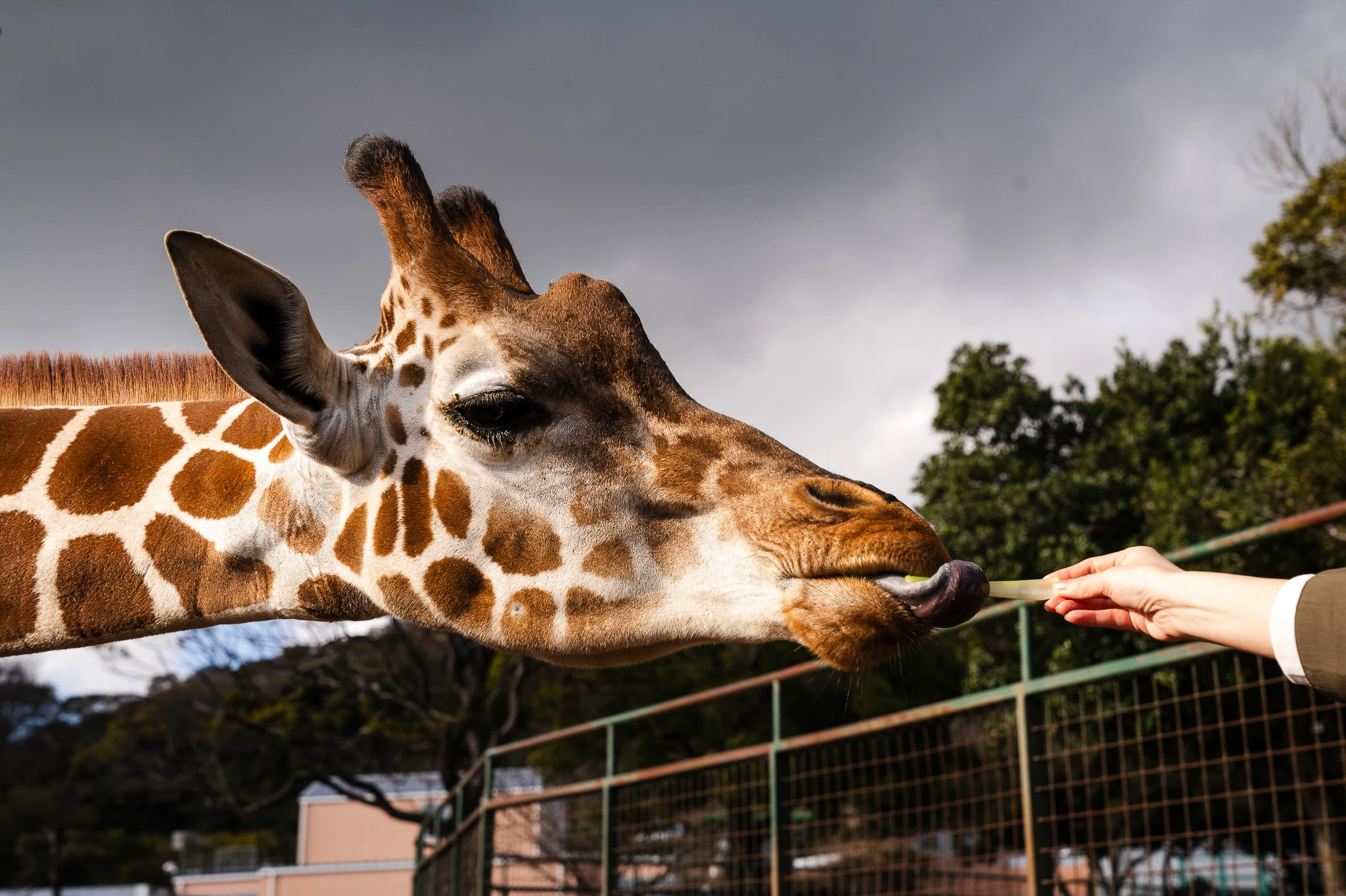 Close view of a giraffe reaching towards offered food