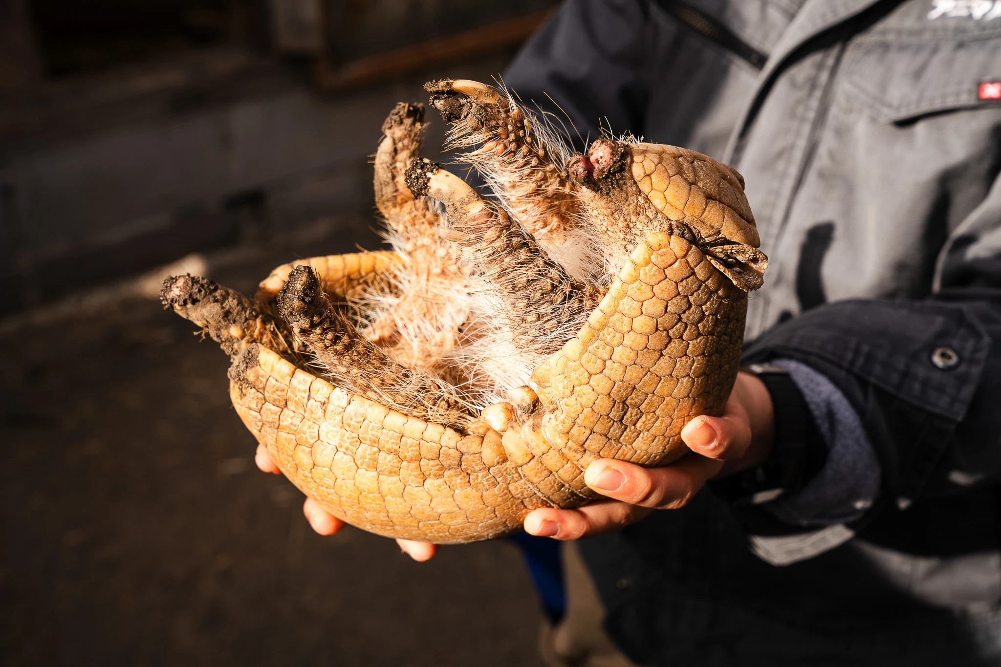Armadillo held carefully in gloved hands
