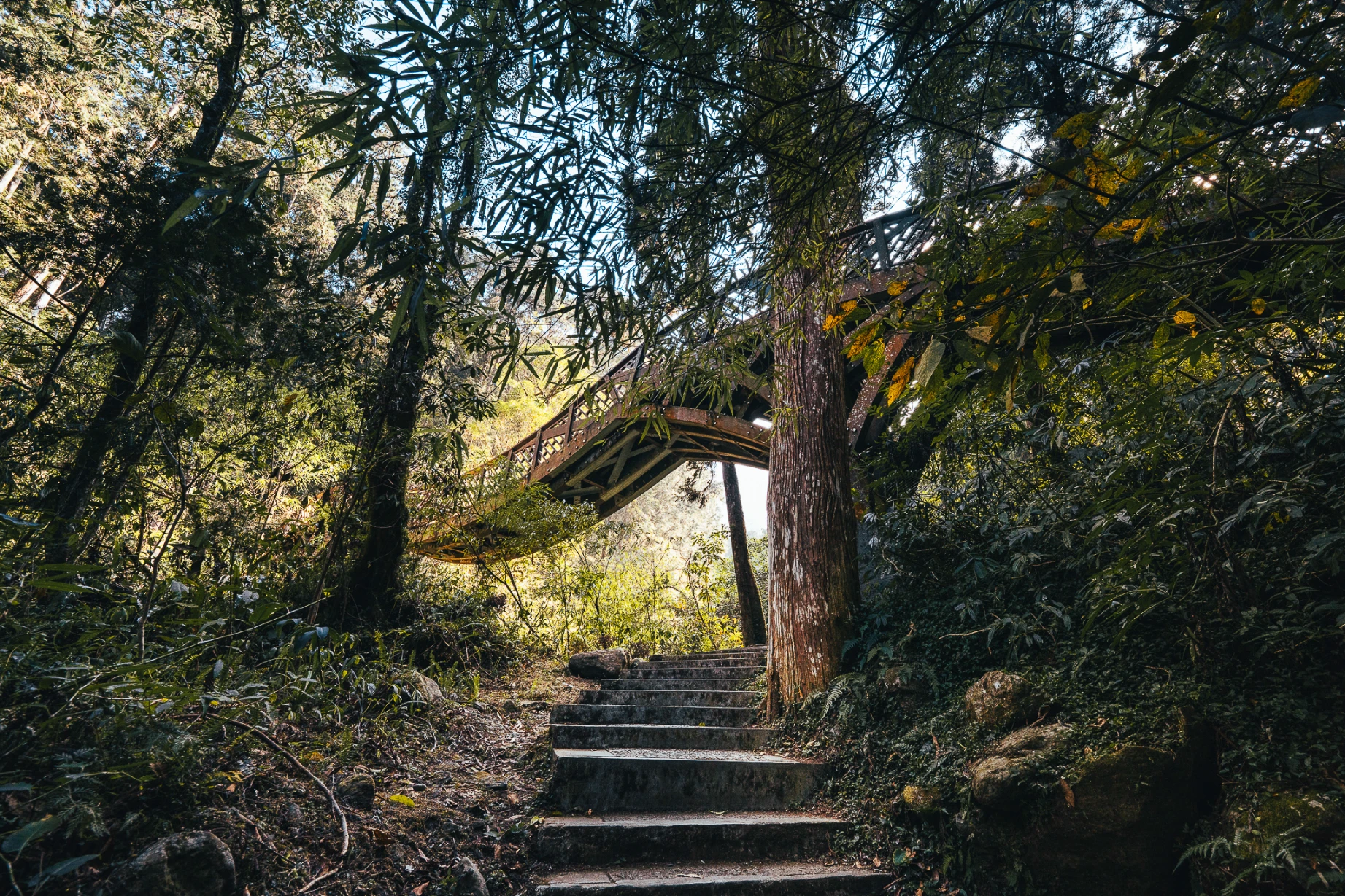 Dense forest and filtered light at Xitou Nature Education Area in Taiwan.