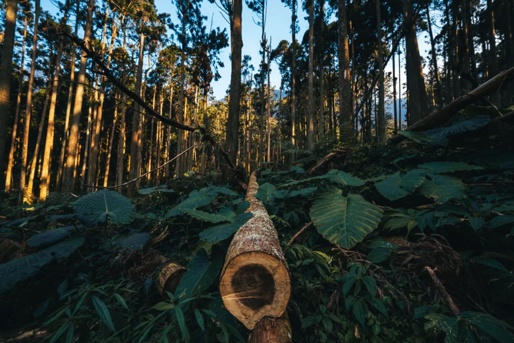 Upright woodland trunks surround a fallen log extending into the scene, with a round cut end and broad green leaves in the foreground.